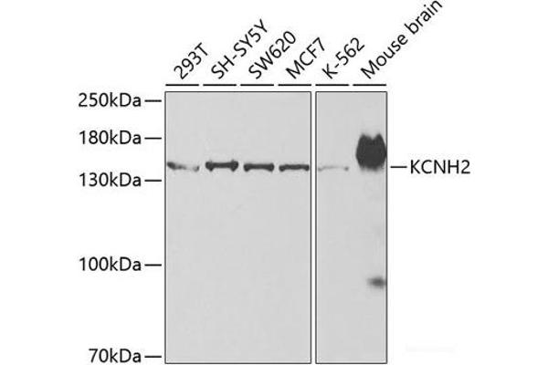 KCNH2 Antikörper