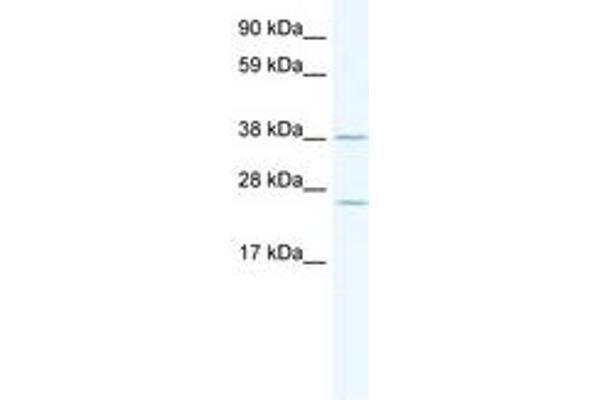 MRI1 antibody  (AA 267-316)