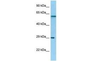 Image no. 1 for anti-NSL1, MIND Kinetochore Complex Component, Homolog (NSL1) (AA 192-241) antibody (ABIN6748159) (NSL1 antibody  (AA 192-241))