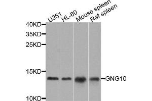 Western blot analysis of extracts of various cells, using GNG10 antibody. (GNG10 antibody)