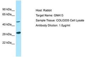 Image no. 1 for anti-Guanine Nucleotide Binding Protein (G Protein), alpha 13 (GNA13) (N-Term) antibody (ABIN6750009) (GNA13 antibody  (N-Term))