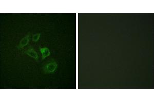 P-peptide - +Immunofluorescence analysis of HepG2 cells, using c-Met (Phospho-Tyr1003) antibody.