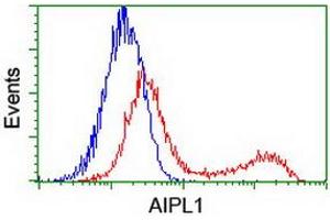 HEK293T cells transfected with either RC204079 overexpress plasmid (Red) or empty vector control plasmid (Blue) were immunostained by anti-AIPL1 antibody (ABIN2455043), and then analyzed by flow cytometry. (AIPL1 antibody)