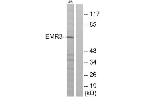 Western blot analysis of extracts from Jurkat cells, using EMR3 antibody. (EMR3 antibody  (C-Term))