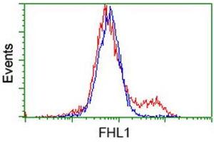 HEK293T cells transfected with either RC203478 overexpress plasmid (Red) or empty vector control plasmid (Blue) were immunostained by anti-FHL1 antibody (ABIN2453832), and then analyzed by flow cytometry. (FHL1 antibody)