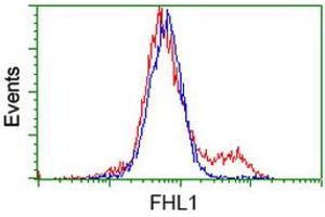 HEK293T cells transfected with either RC203478 overexpress plasmid (Red) or empty vector control plasmid (Blue) were immunostained by anti-FHL1 antibody (ABIN2453832), and then analyzed by flow cytometry. (FHL1 antibody)