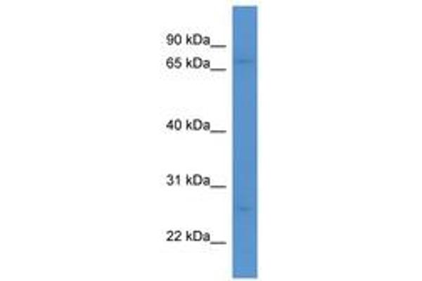 MRO antibody  (C-Term)