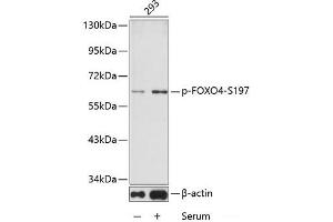 Western blot analysis of extracts from 293 cells using Phospho-FOXO4(S197) Polyclonal Antibody. (FOXO4 antibody  (pSer197))
