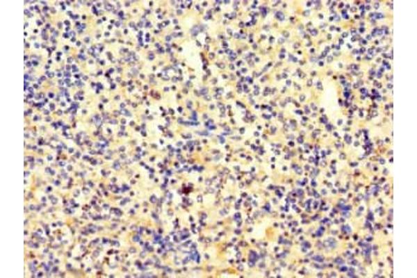 SRP19 antibody  (AA 2-144)