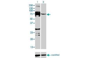 Western blot analysis of C9orf96 over-expressed 293 cell line, cotransfected with C9orf96 Validated Chimera RNAi (Lane 2) or non-transfected control (Lane 1). (C9orf96 antibody  (AA 1-99))