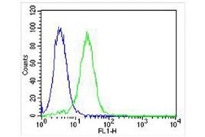 Overlay histogram showing Hela cells stained with (ABIN655904 and ABIN2845304) (green line). (WT1 antibody  (AA 346-375))