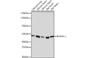 Western blot analysis of extracts of various cell lines, using Flotillin 1 Rabbit mAb (ABIN3017206, ABIN3017207, ABIN1680028 and ABIN1680029) at 1:1000 dilution. (Flotillin 1 antibody)