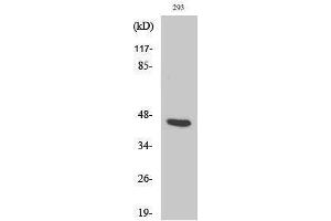 Western Blotting (WB) image for anti-Proteasome (Prosome, Macropain) 26S Subunit, Non-ATPase, 11 (PSMD11) (Internal Region) antibody (ABIN3186584) (PSMD11 antibody  (Internal Region))