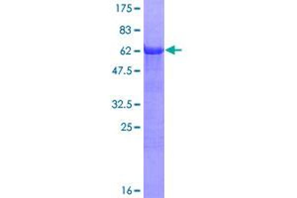 SH3G2 Protein (AA 1-352) (GST tag)