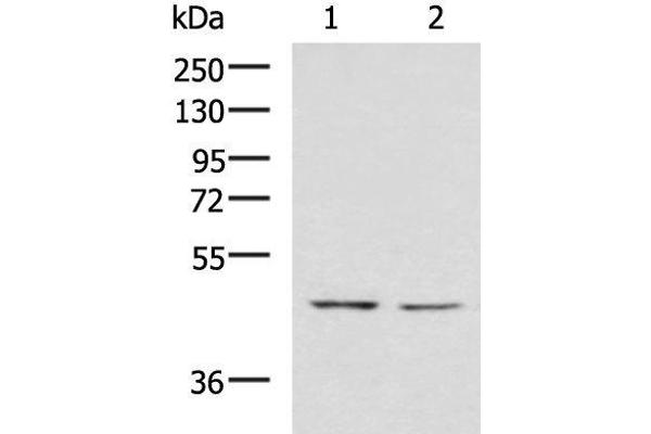 LFNG antibody