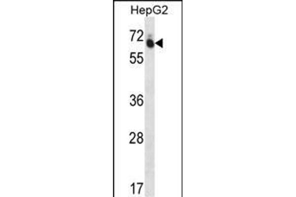 GUF1 antibody  (N-Term)