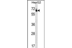 GUF1 Antibody (N-term) (ABIN656785 and ABIN2846003) western blot analysis in HepG2 cell line lysates (35 μg/lane).