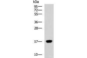 Western blot analysis of Human heart tissue lysate using C15orf40 Polyclonal Antibody at dilution of 1:400 (C15orf40 antibody)
