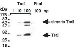 Detection of recombinant human TRAIL  but not of recombinant human FasL . (TRAIL antibody  (AA 95-281))