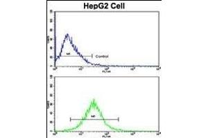 Flow cytometric analysis of HepG2 cells using GDH Antibody (C-term )(bottom histogram) compared to a negative control cell (top histogram). (GAPDH antibody  (C-Term))