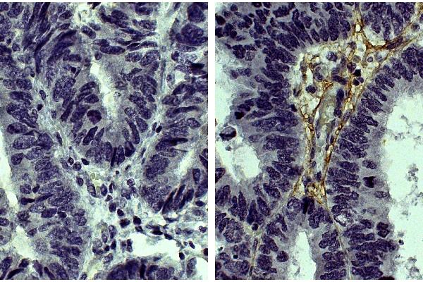 COL3 antibody