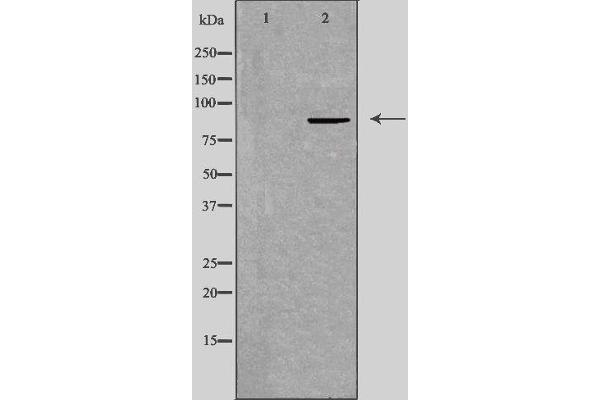 TAF5 antibody  (Internal Region)