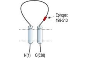 Representative domain view of the target of ABIN7043635.