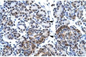 Human Pancreas; SUPT5H antibody - C-terminal region in Human Pancreas cells using Immunohistochemistry (SUPT5H antibody  (C-Term))
