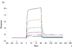 Human NKp30, hFc Tag captured on CM5 Chip via Protein A can bind Biotinylated Human B7-H6, His-Avi Tag with an affinity constant of 0.