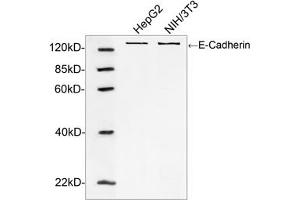 Western blot analysis of cell lysates using E-Cadherin Antibody (ABIN399088, 1 µg/mL) The signal was developed with IRDyeTM 800 Conjugated Goat Anti-Rabbit IgG. (E-cadherin antibody  (AA 650-700))