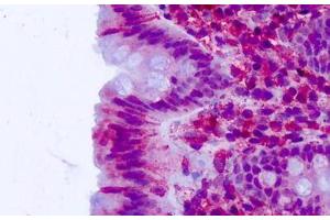 Anti-CELSR2 antibody IHC staining of human colon, epithelium. (CELSR2 antibody  (N-Term))