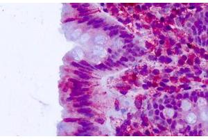 Anti-CELSR2 antibody IHC staining of human colon, epithelium.