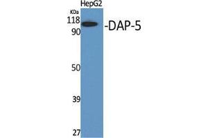 Western Blot (WB) analysis of specific cells using DAP-5 Polyclonal Antibody. (EIF4G2 antibody  (N-Term))