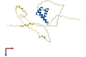 MEOX1 Protein (AA 1-253) (His tag)