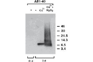 Western Blot analysis of dityrosine-cross-linked human Amyloid-p. (Dityrosine antibody)