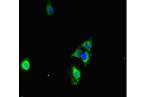 Immunofluorescent analysis of Hela cells using ABIN7163108 at dilution of 1:100 and Alexa Fluor 488-congugated AffiniPure Goat Anti-Rabbit IgG(H+L) (CDS1 antibody  (AA 6-85))