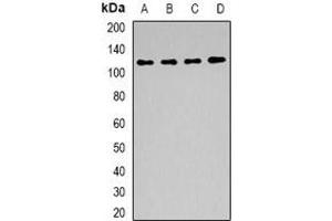 Western blot analysis of BAG6 expression in Hela (A), mouse kidney (B), mouse testis (C), rat testis (D) whole cell lysates. (BAT3 antibody)