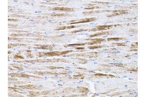 Immunohistochemistry of paraffin-embedded mouse spleen using β-actin antibody.