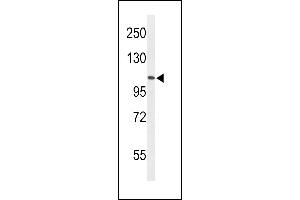 Western blot analysis of AF5q31 Antibody (N-term) (ABIN653641 and ABIN2842988) in HL-60 cell line lysates (35 μg/lane). (AFF4 antibody  (N-Term))