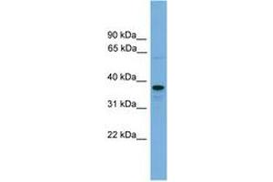 Image no. 1 for anti-Vacuolar Protein Sorting-Associated Protein 16 Homolog (VPS16) (AA 587-636) antibody (ABIN6745209) (VPS16 antibody  (AA 587-636))