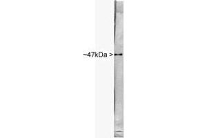 Western blot of ENO2 in rat spinal cord probed with ENO2 polyclonal antibodyCat # PAB12508 ). (ENO2/NSE antibody)