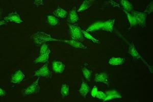IF analysis of HSPA2 using anti-HSPA2 antibody (ABIN3043850). (HSPA2 antibody  (C-Term))