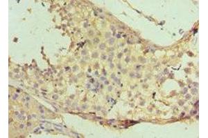 Immunohistochemistry of paraffin-embedded human testis tissue using ABIN7160732 at dilution of 1:100 (PTPDC1 antibody  (AA 161-235))