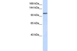 WB Suggested Anti-WDR63 Antibody Titration: 0. (WDR63 antibody  (Middle Region))