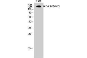 PLCB3 antibody  (pSer537)