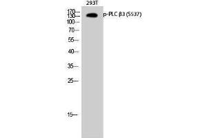Western Blotting (WB) image for anti-phospholipase C, beta 3 (Phosphatidylinositol-Specific) (PLCB3) (pSer537) antibody (ABIN3179674) (PLCB3 antibody  (pSer537))
