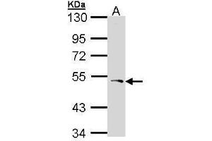 WB Image Sample (30 ug of whole cell lysate) A: Hela 10% SDS PAGE antibody diluted at 1:1000 (PCOLCE antibody)