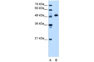 ATP5B antibody - N-terminal region  validated by WB using HepG2 cell lysate at 1. (ATP5B antibody  (N-Term))