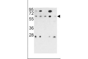 Western blot analysis of PR48 antibody (N-term) (ABIN392195 and ABIN2841900) in 293, NCI-, Hela, K562 and HL60 cell line lysates (35 μg/lane). (PPP2R3B antibody  (N-Term))