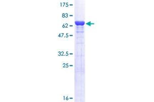 AHCY Protein (AA 1-432) (GST tag)